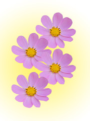 Camomile flowers decorative