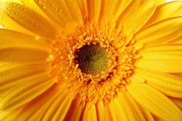 beautiful yellow flower petals closeup