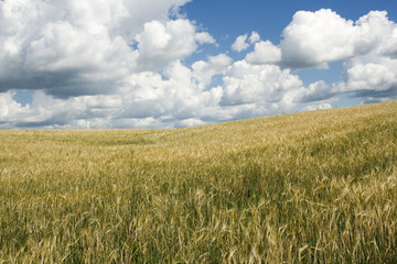 Field of wheat in summer day