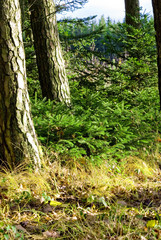 A shot of some needle forest