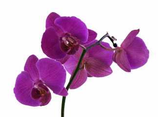 Fototapeta na wymiar purple orchid