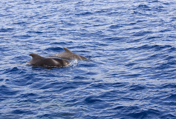 a pair of pilot whales in open water