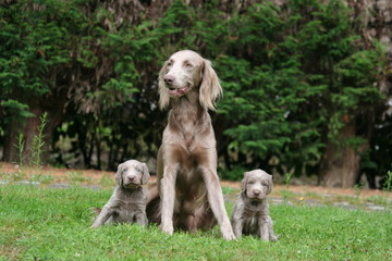 maman braque et ses deux chiots