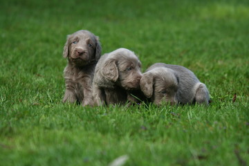 trois petits chiots braque de weimar dans le jardin