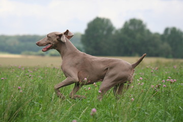 braque en pleine course