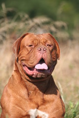 Le sourire du molosse