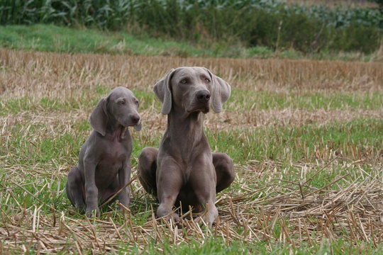 chiot et maman braque de weimar en campagne