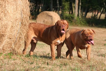 Dogue de Bordeaux &agrave; la recherche d'uje bouteille