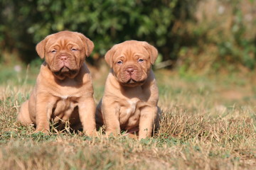 Deux chiots Dogue de Bordeaux assis sagement