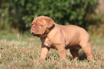 Jeune Dogue de Bordeaux marchant tout seul