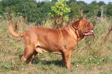 Dogue de Bordeaux de profil à la campagne © Dogs