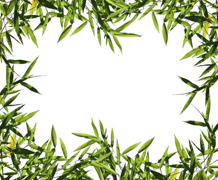 fine image of bamboo leaf background with space for text