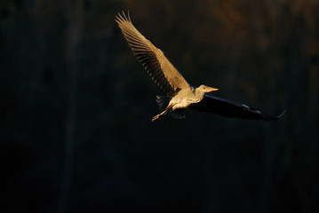 Graureiher, ardea cinerea