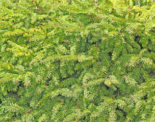 Green conifer branches for the background
