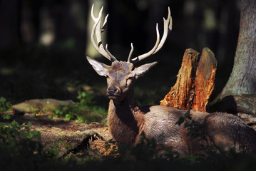 Rothirsch, Cervus elaphus, Red deer