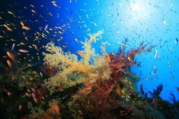 Fototapeta na wymiar Soft Corals in sunlight