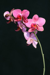 Naklejka premium Beautiful orchid, unlit background.