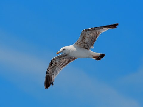 The seagull in flight