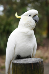 White Australian cockatoo sitting on a wooden stump