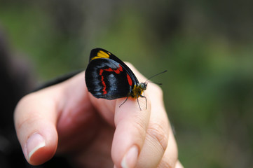Black butterfly resting on index finger of a hand