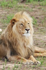Hansome male lion with beautiful mane laying on grass