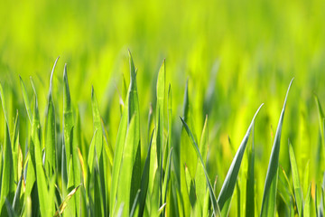 Fototapeta na wymiar Natural grass illuminated by the sun