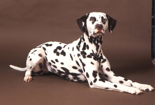 Dalmatien couch&eacute; sagement &agrave; l'int&eacute;rieur