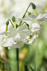 Small white daffodils in close view
