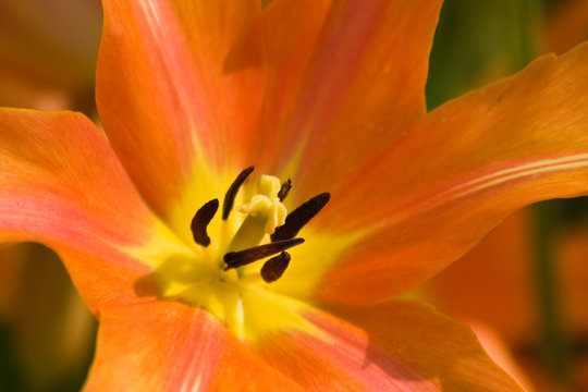 The heart of an orange tulip in close view