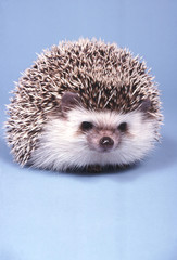 Hérisson trop mignon