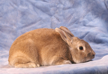 Lapin Palomino petites oreilles de profil en studio © Callalloo Twisty