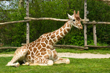 Sitting little giraffe in zoo