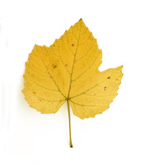 Yellow autumn leaf on white isolated background