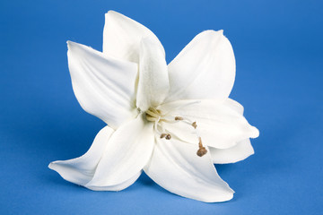 white artificial lilly flower on the blue background - obrazy, fototapety, plakaty