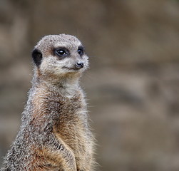 Suricate #1