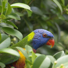 australian rainbow lorikeet