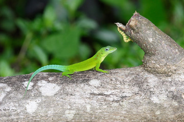 Le lézard vert et la chenille jaune