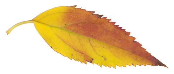 red and yellow autumn leaf isolated on white
