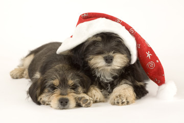Two cute puppies brothers and santa hat isolated