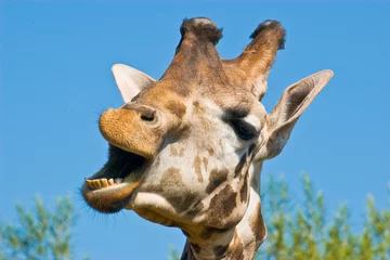 Photo sur Plexiglas Girafe Giraffe