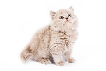 British kitten on white background