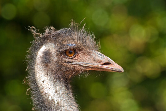 Emu (close-up)