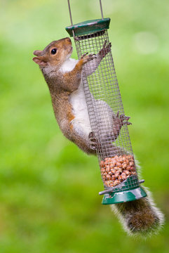 Grey Squirrel on feeder