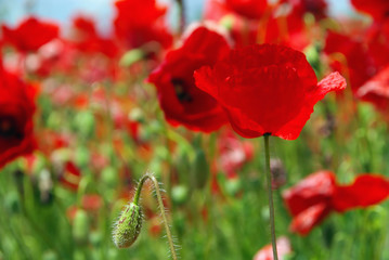 Obraz premium Klatschmohn - corn poppy 19