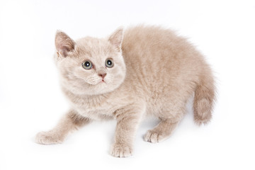 British kitten on white background