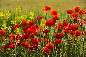 Fototapeta premium Mak kukurydziany 23