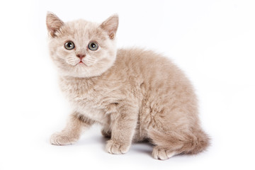 Obraz premium British kitten on white background