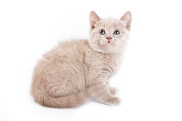 Obraz premium British kitten on white background