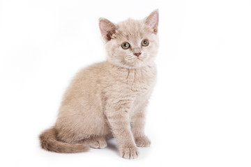 Obraz premium British kitten on white background