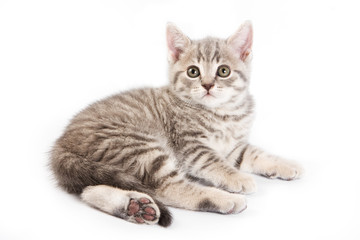 British kitten on white background